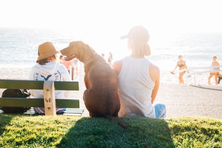 perro sentado en la playa