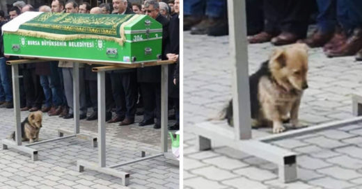 Este perro no quiere separarse de su papá humano, y esta conmoviendo a todo Internet