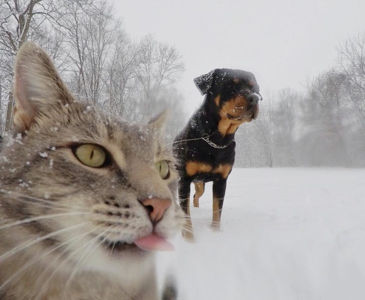 Gato que se toma selfies con una cámara GoPro