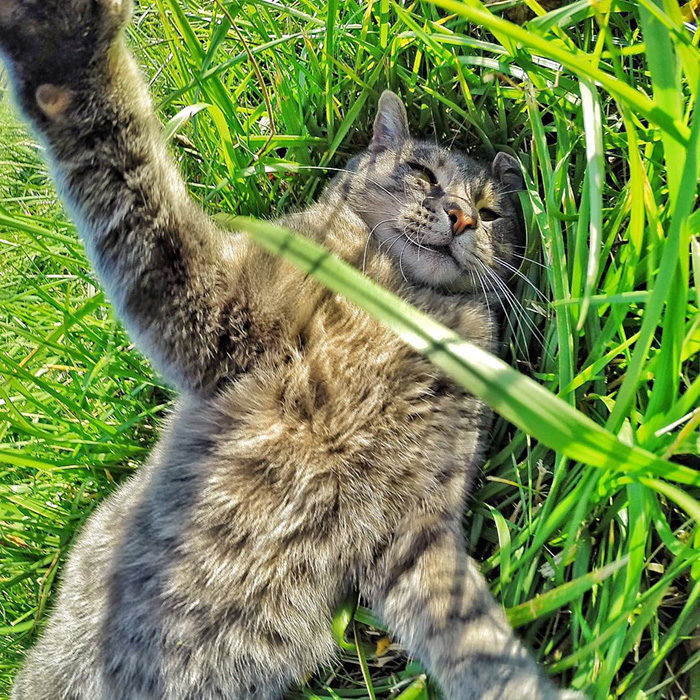 Gato que se toma selfies con una cámara GoPro