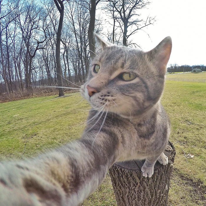 Gato que se toma selfies con una cámara GoPro