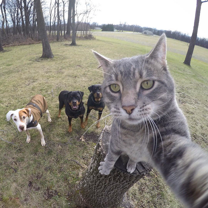 Gato que se toma selfies con una cámara GoPro