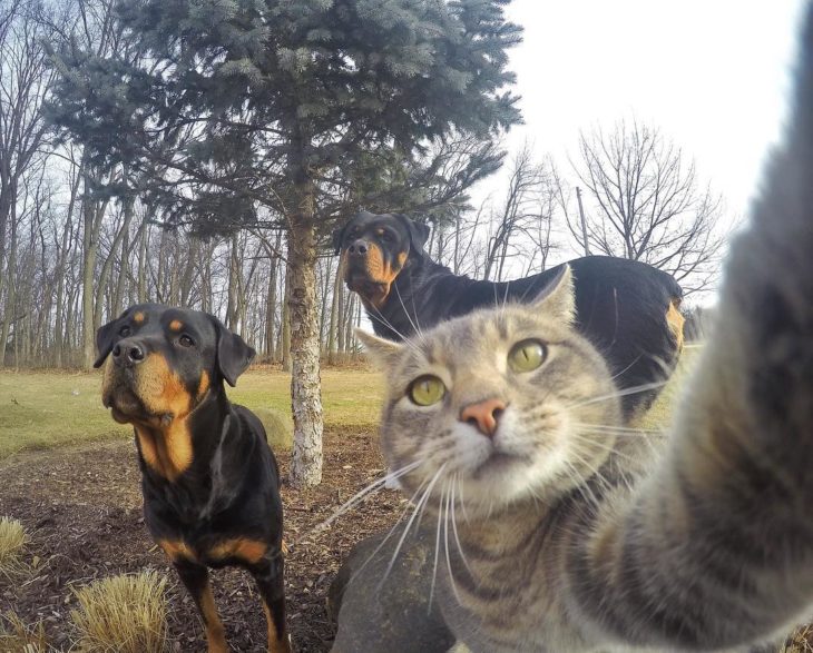 Gato se toma selfies