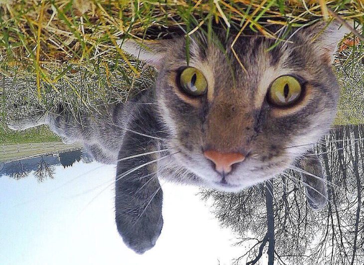 gato que se toma selfies 