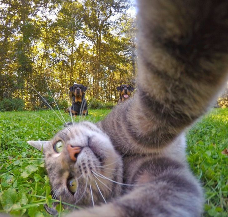 Gato que se toma selfies con una cámara GoPro