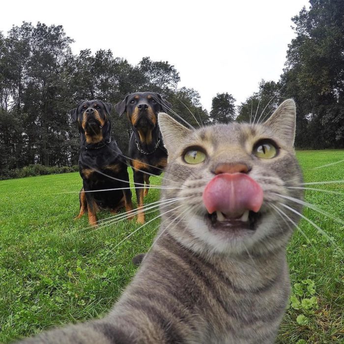 Gato que se toma selfies con una cámara GoPro