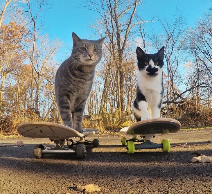 Gato que se toma selfies con una cámara GoPro