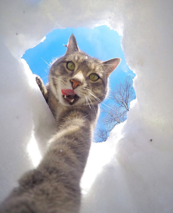 Gato que se toma selfies con una cámara GoPro