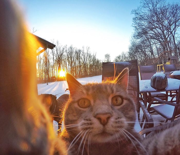 Gato que se toma selfies con una cámara GoPro