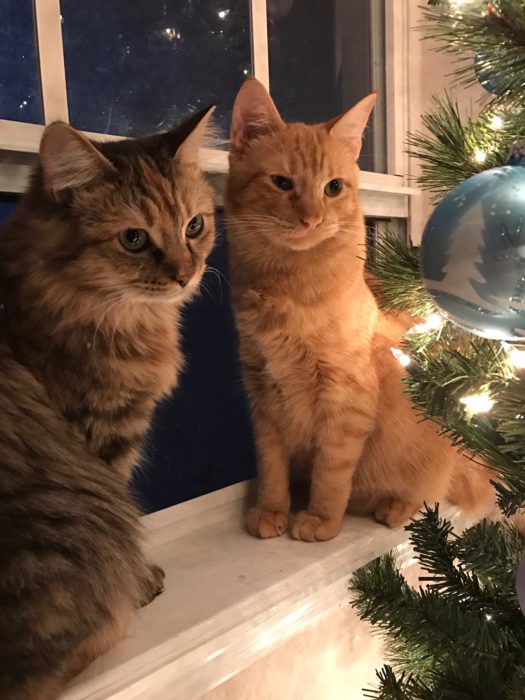 Gatos en navidad 