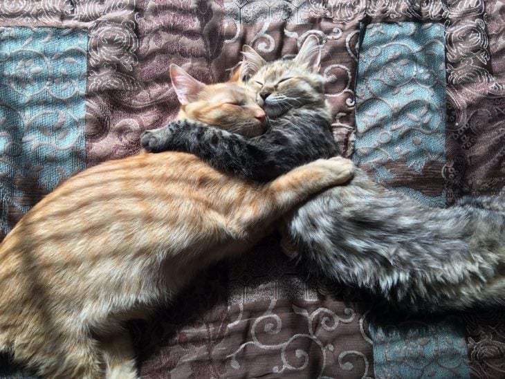 Gatos abrazados 