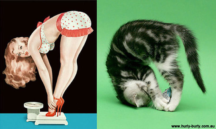 gato como chica pin-up estirado