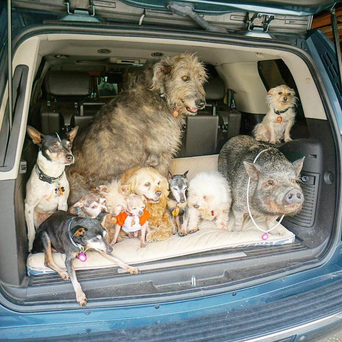 Animales en la cajuela de un carro 