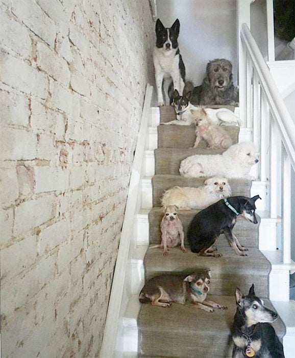 Perros sentados en una escalera