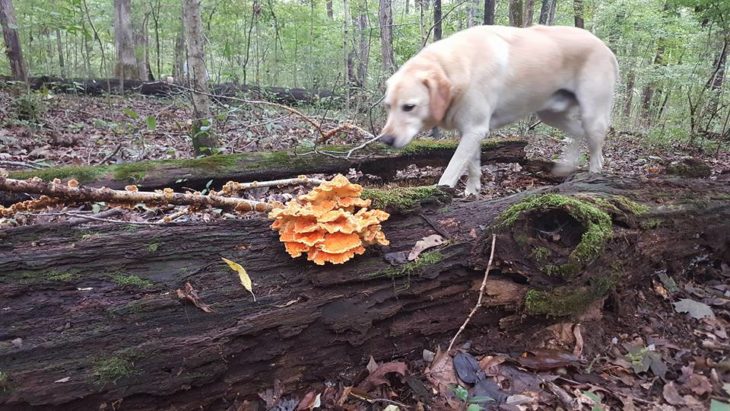 drew de paseo en el bosque