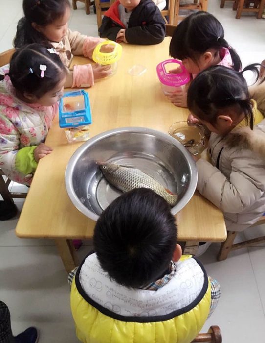 niños en una mesa con peces