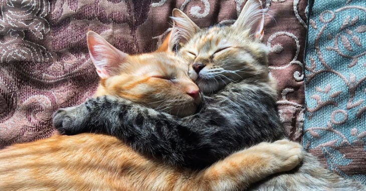 Estos adorables gatos son la pareja más enamorada del mundo