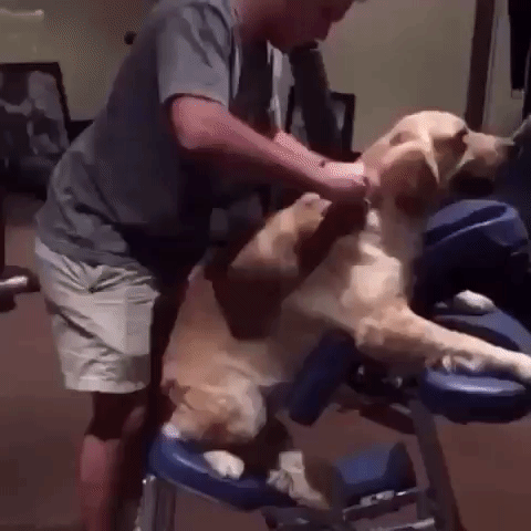 gif señor haciendo masaje a su perro