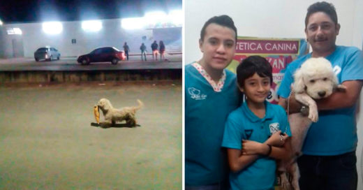 "Saqueadorcito" no volverá a robar: la historia de un perro que pasó de ladrón a principe