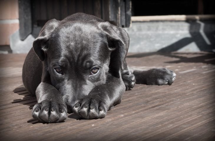 perrito timido