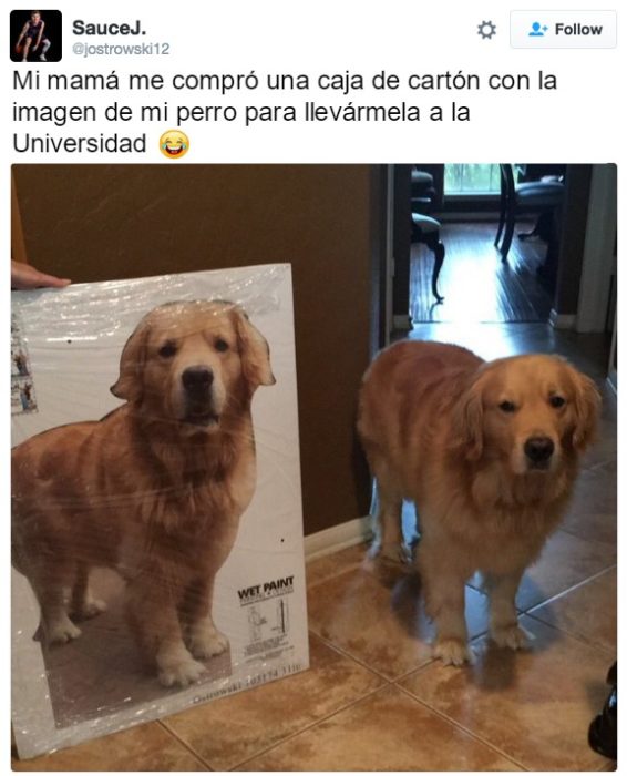 perro contento editada 1