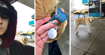 Este chico quiso ayudar a un perro ‘perdido’ y cuando vio su placa se llevó una gran sorpresa