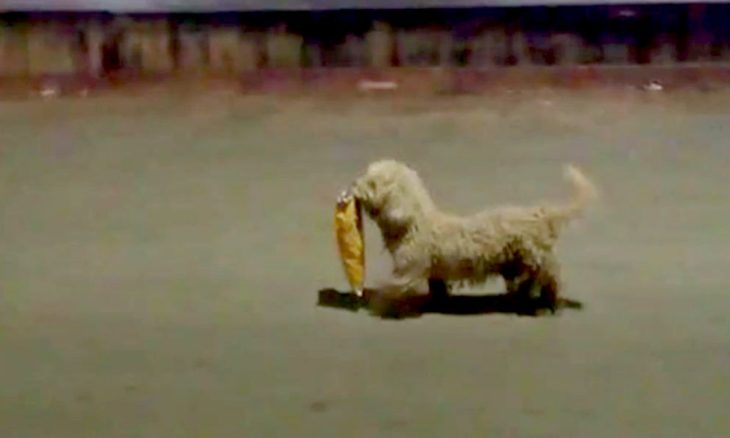 perro con bolsa en el ocico 