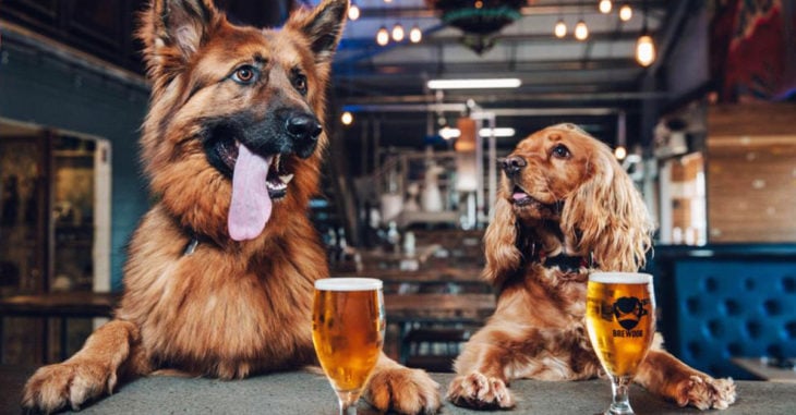 Cervecera deja que sus empleados falten una semana si tienen cachorros en casa