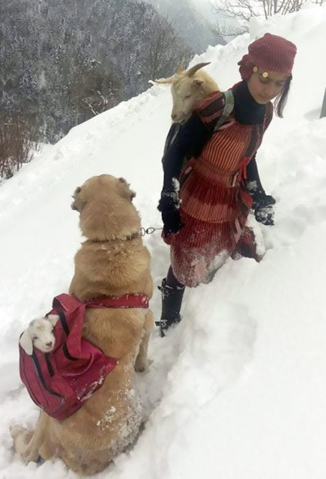 Chica rescatando a una cabra y a su bebé junto consu perro 