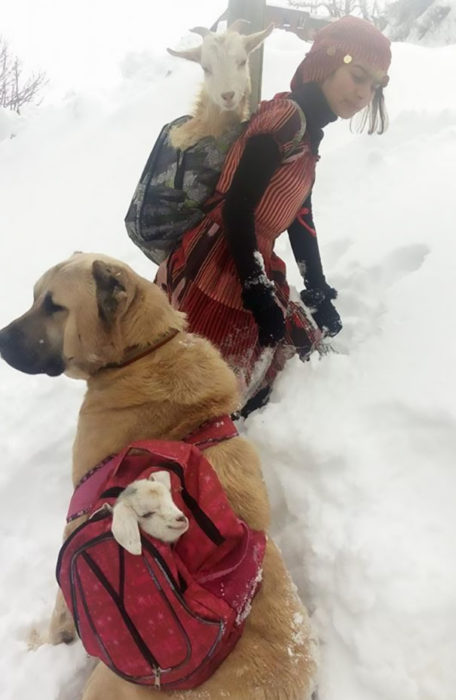 Chica caminando junto con su perro por la nieve 