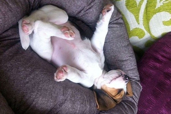 Beagle durmiendo