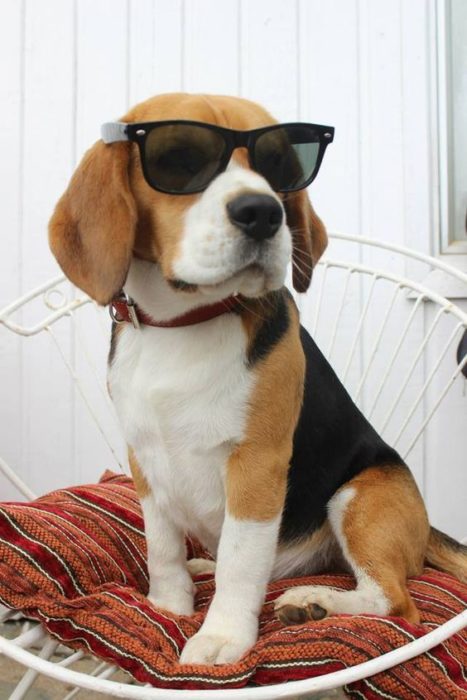 beagle con lentes