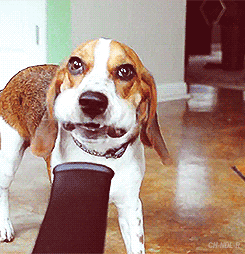 perro beagle frente a aspiradora