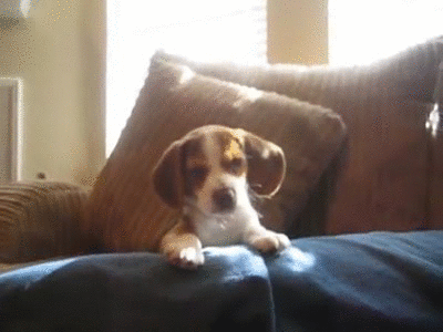 beagle aullando 