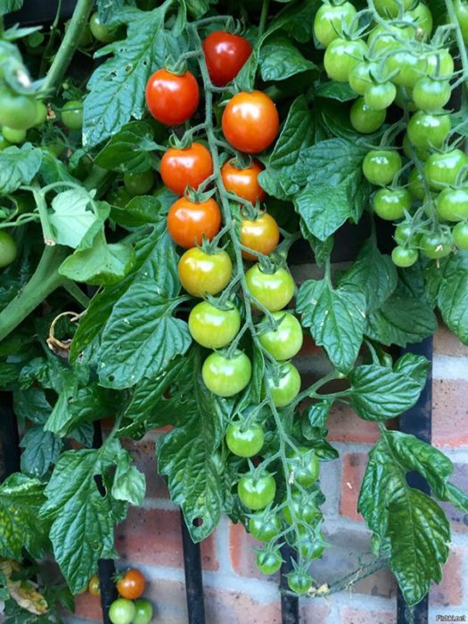 tomates degradados