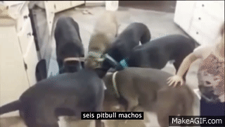 GIF niña alimentando a 6 pitbulls 