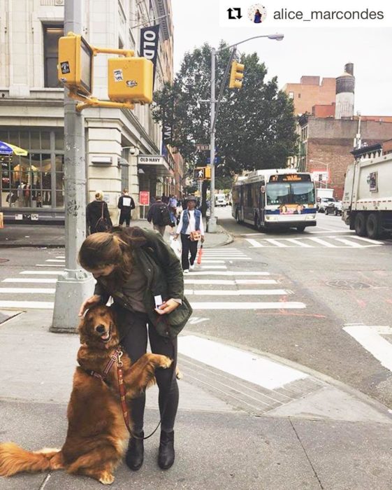 Perrita golden abrazando a una persona 