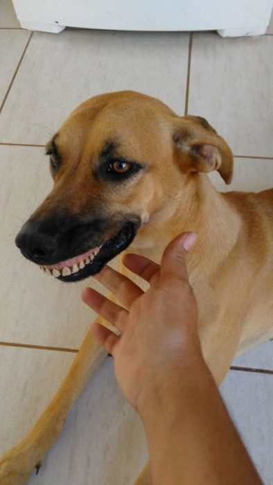 Perrita con una dentadura de humano