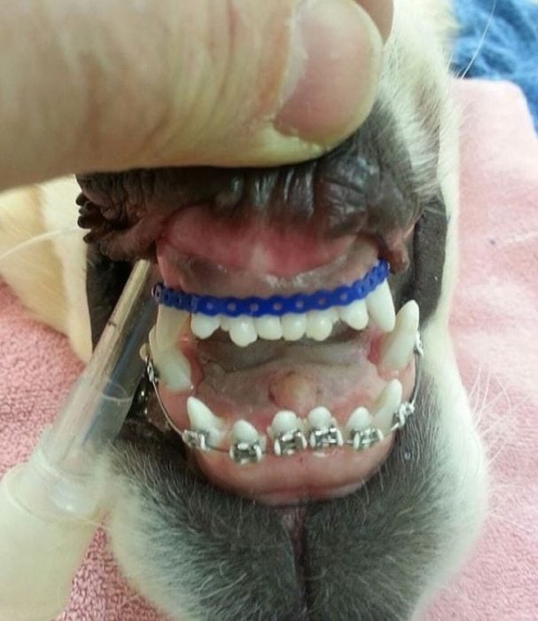 ortodoncia de perros