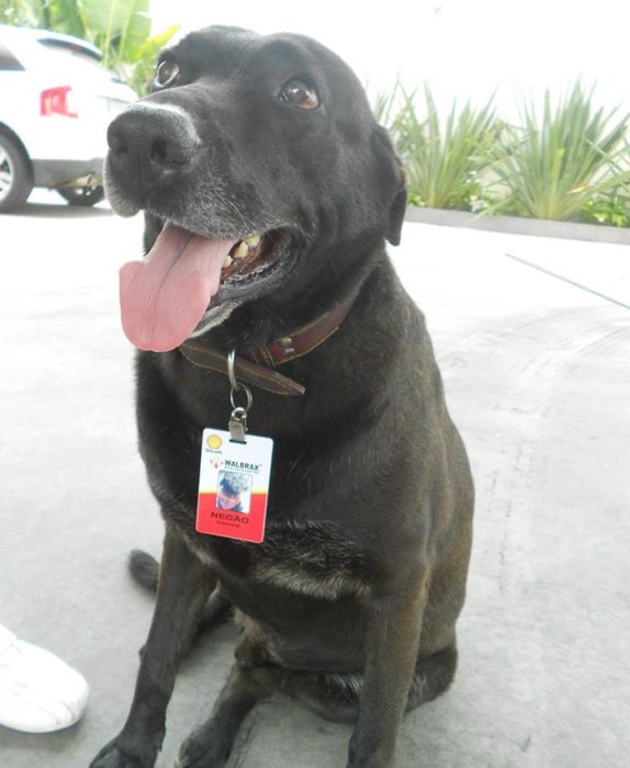 Perro que trabaja en una estación de servicio de gasolina en Brasil 