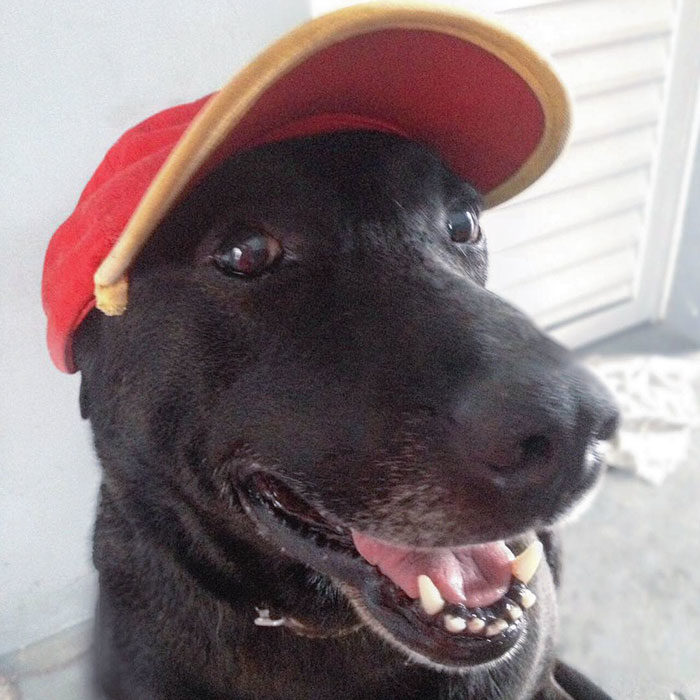 Perro que trabaja en una estación de servicio de gasolina en Brasil 