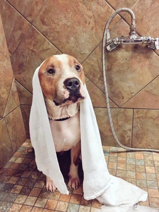 Perro después de haber sido bañado 