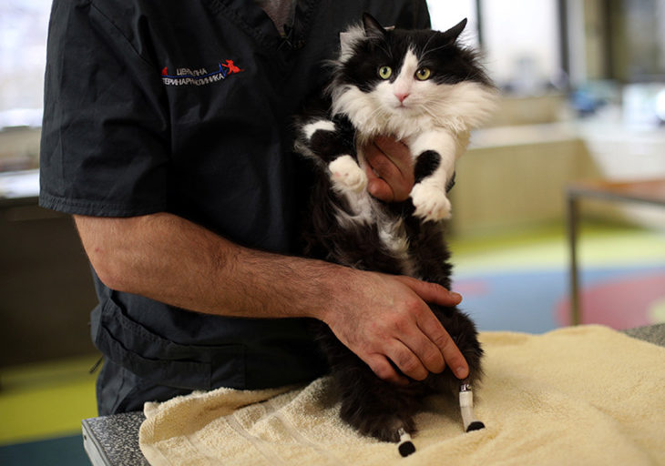 Gato con unas prótesis en sus patas traseras