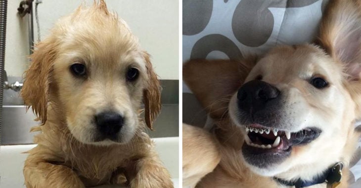 Este perrito ha conquistado a internet con sus mini brackets