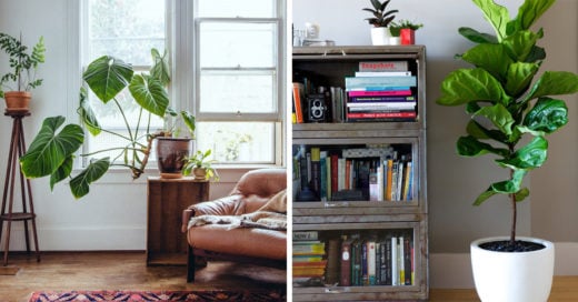 espacios de tu hogar que puedes decorar con plantas