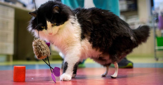 Gato volverá a caminar gracias a patas de titanio