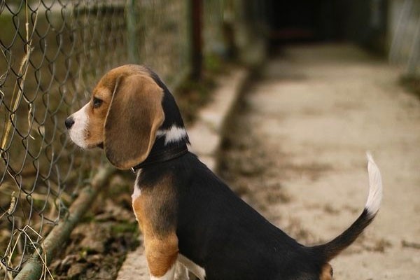 beagle espiando