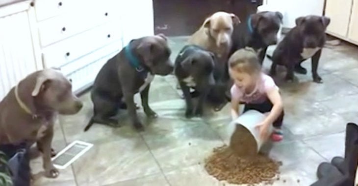 Esta niña alimentando a pitbulls derribará los prejuicios que tienes de ellos