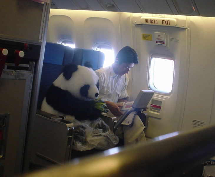 panda viajero