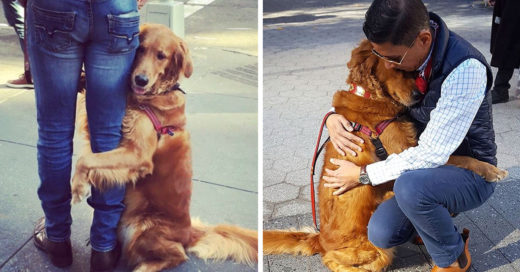 This Retriever Is Obsessed With Giving Hugs To Everyone He Meets